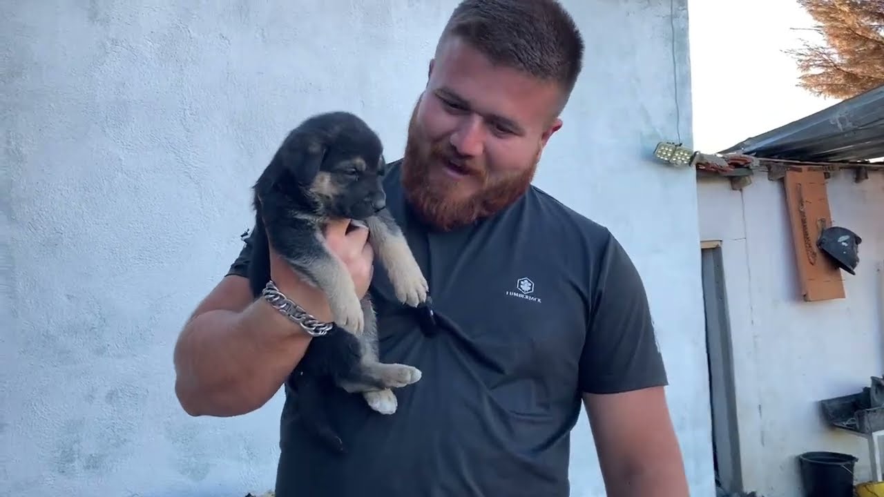 Medusa Kehribar’la BOĞUŞTU ZOR AYIRDIM! MİSAFİR YENİ KÖPEK GELDİ
