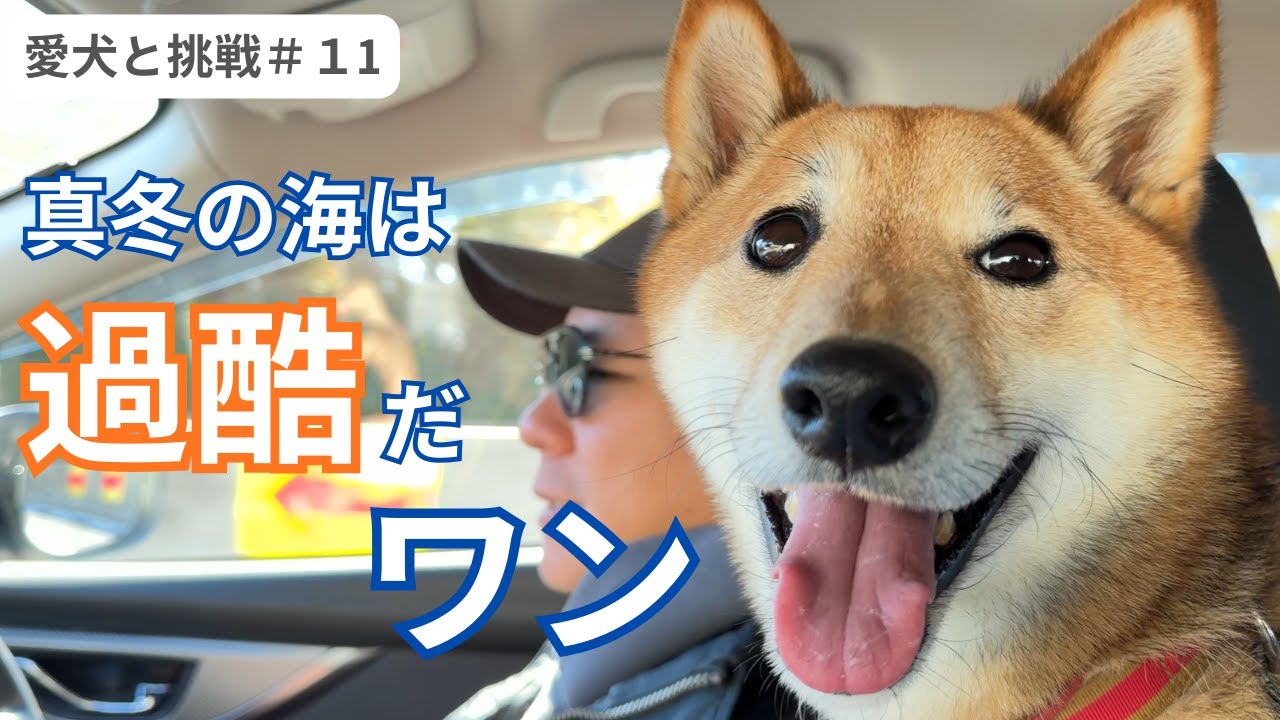 【柴犬と実験】｜鍵穴のカタチから撮影すれば「バズ映像」が撮れる？