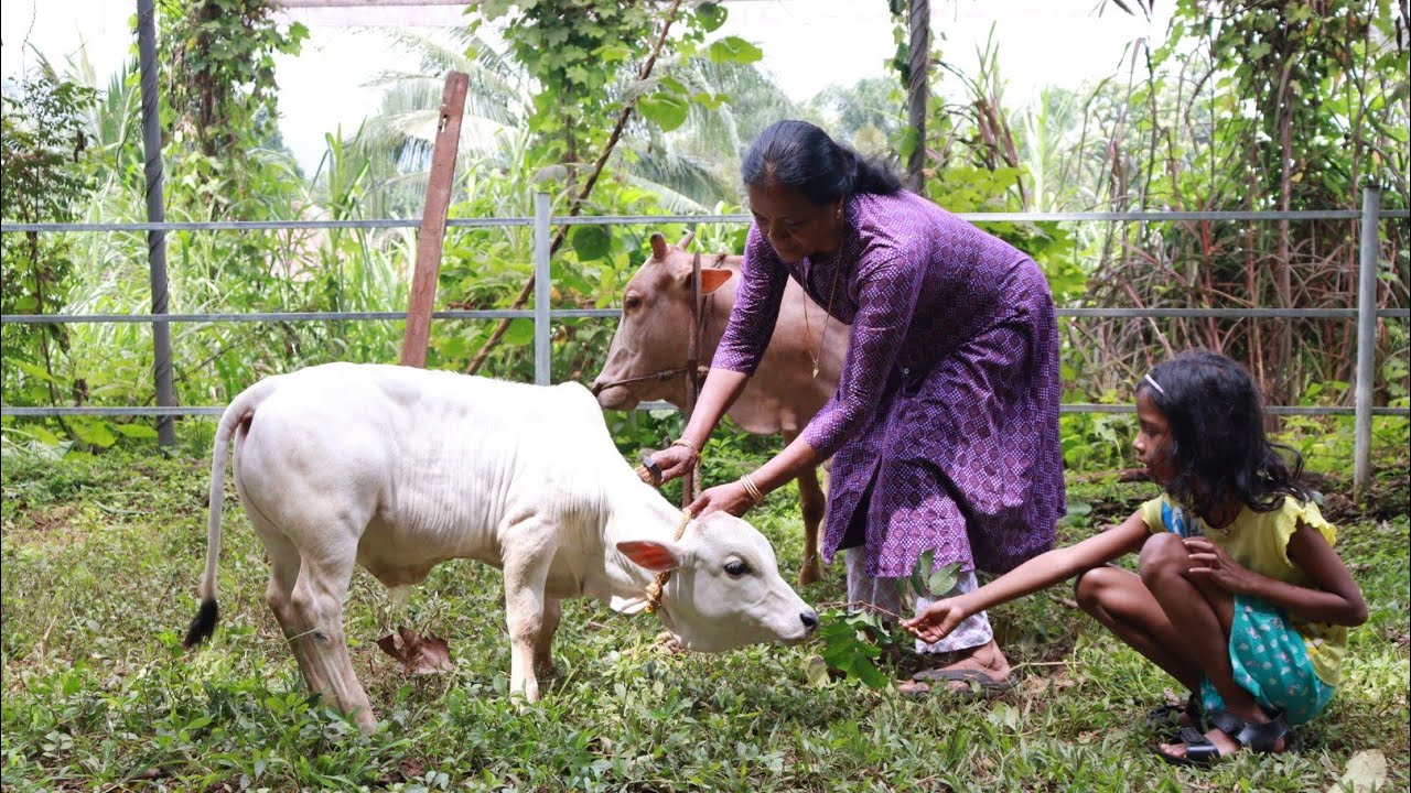 രണ്ടര ലക്ഷം പറഞ്ഞിട്ടും ഈ പശുക്കുട്ടിയെ കൊടുത്തില്ല, punganur cow farm