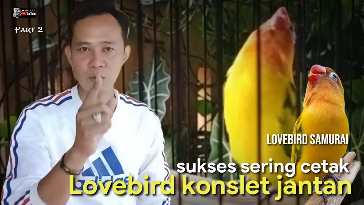 PART2 BONGKAR RAHASIA LOVEBIRD KONSLET !! BIAR BANYAK yang punya katanya!!