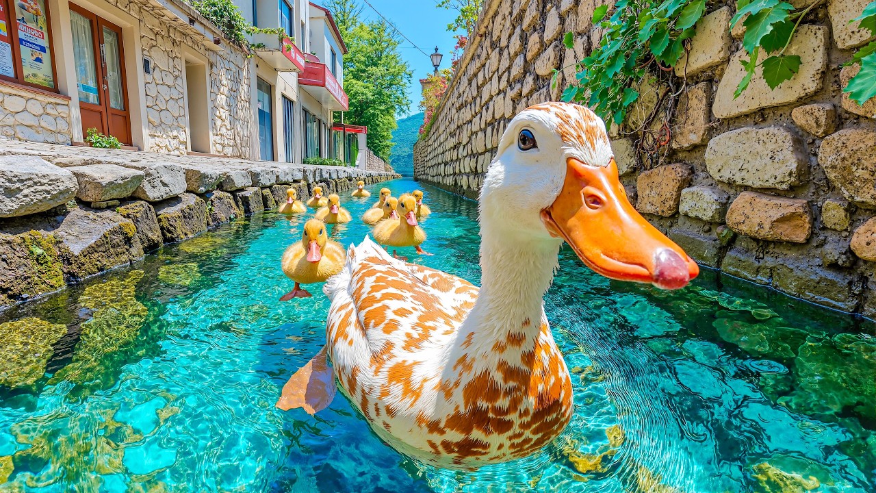 Если вы испытываете стресс, посмотрите на этих уток 🦆. Спокойная сцена, которая мгновенно успокаи...