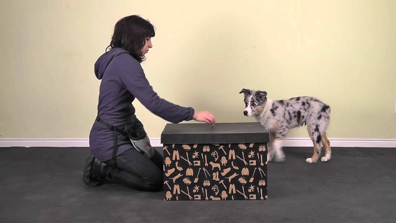 Polite Puppy Class - Online Dog Training Class