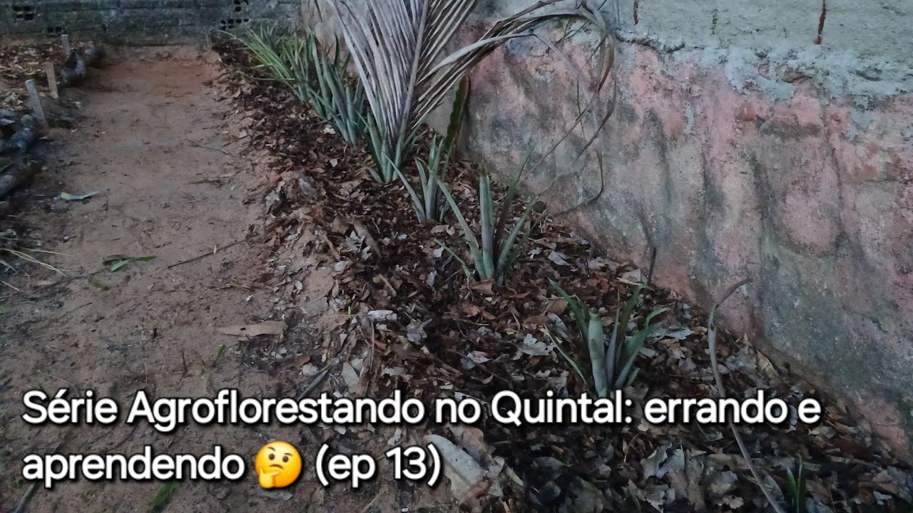 Erros comuns no quintal agroflorestal e como corrigi-los (Ep. 13)