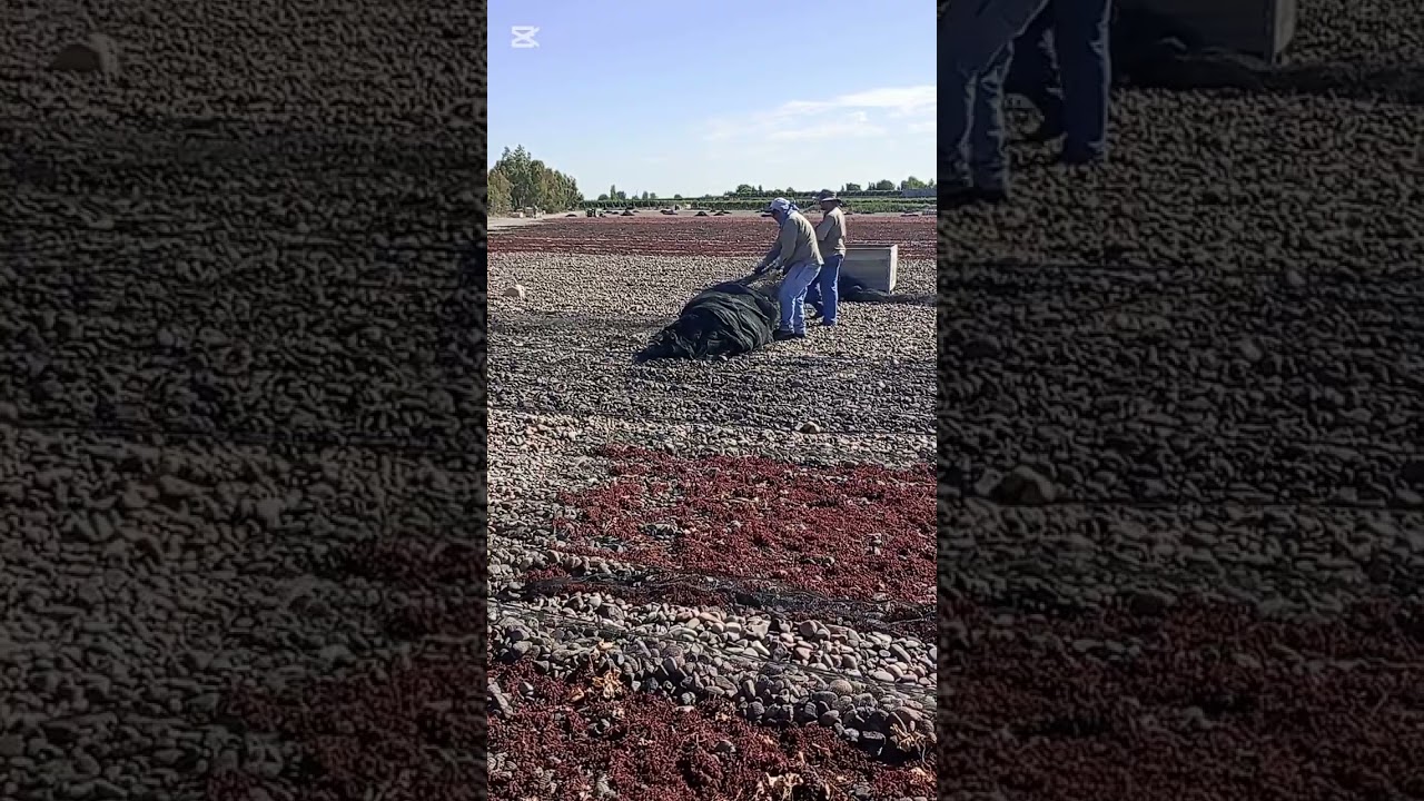 Cosecha de uva para pasa