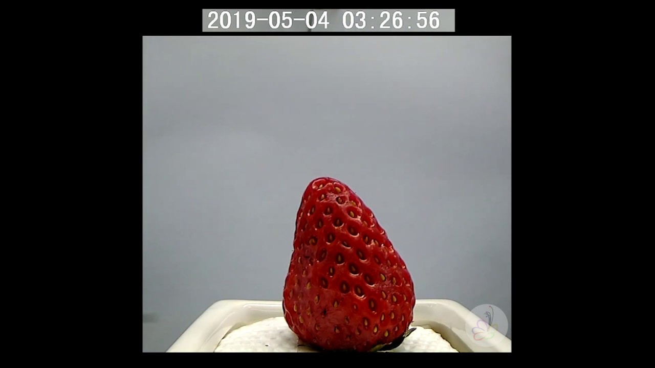 延时摄影之草莓干燥和复苏的过程 | Dry out of strawberry timelapse
