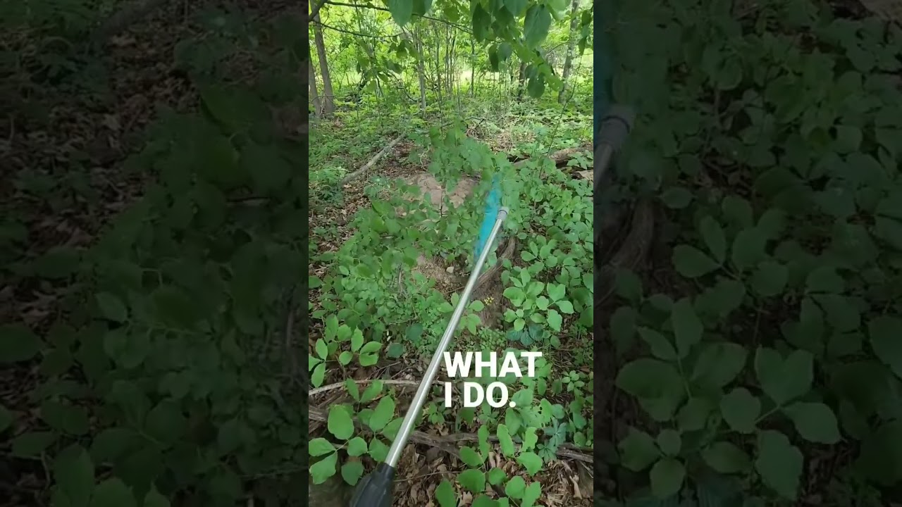 Killing Invasive Buckthorn to Promote Better Habitat #habitat #wildlife  