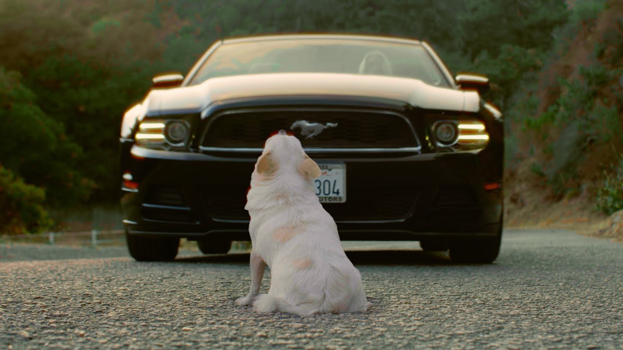 Letting Go (A Short film for dog lovers)