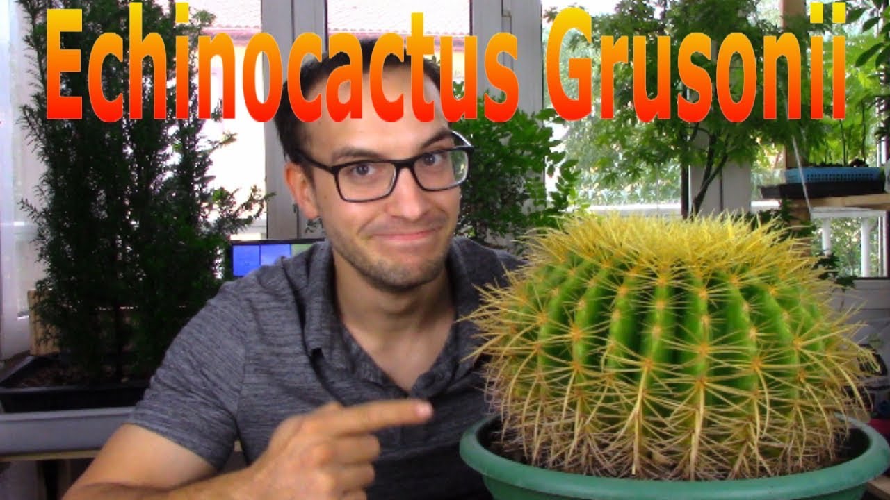 Cómo cuidar el barril de oro o asiento de suegra (Echinocactus Grusonii)