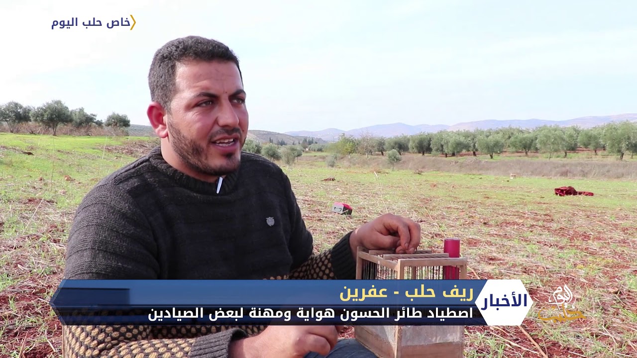 طائر الحسون صيد ثمين في عفرين أثناء رحلة هجرته