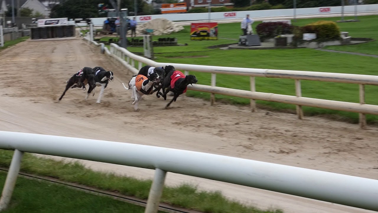 Corrida de cachorros em Mullingar Irlanda