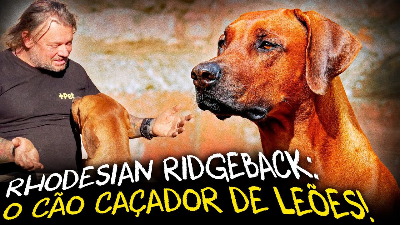 RHODESIAN RIDGEBACK: O GUARDIÃO AFRICANO CAÇADOR DE LEÕES!