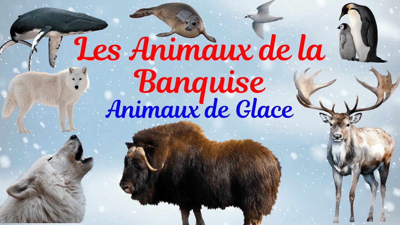 Les animaux incroyables du froid❄️Découvrons les animaux de la banquise ! 🐻‍❄️🐧expliqués aux enfants