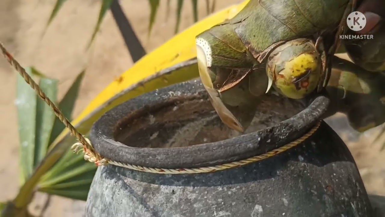 பணை மரத்தில் இருந்து பதிநீர் இறக்கி குடித்தல்
