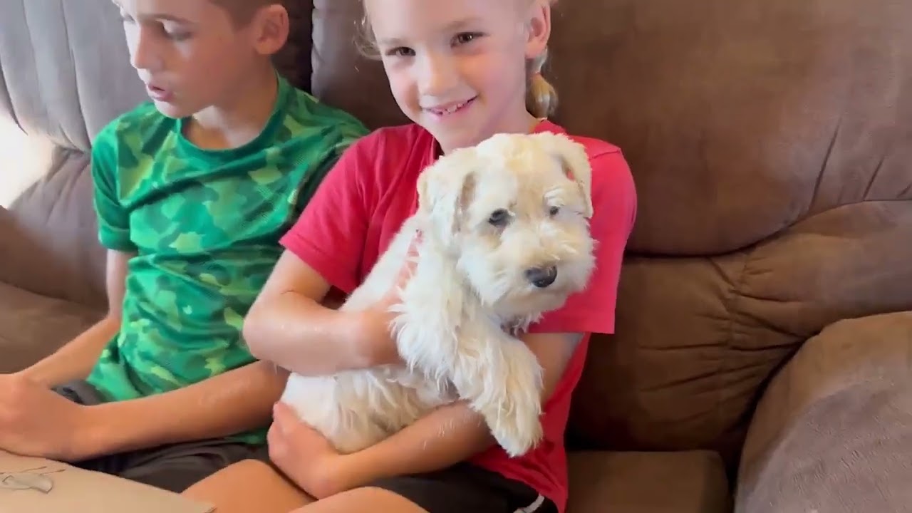 AVAILABLE! Ellie the Mini Schnauzer - Fall and Winter 2023 Activities