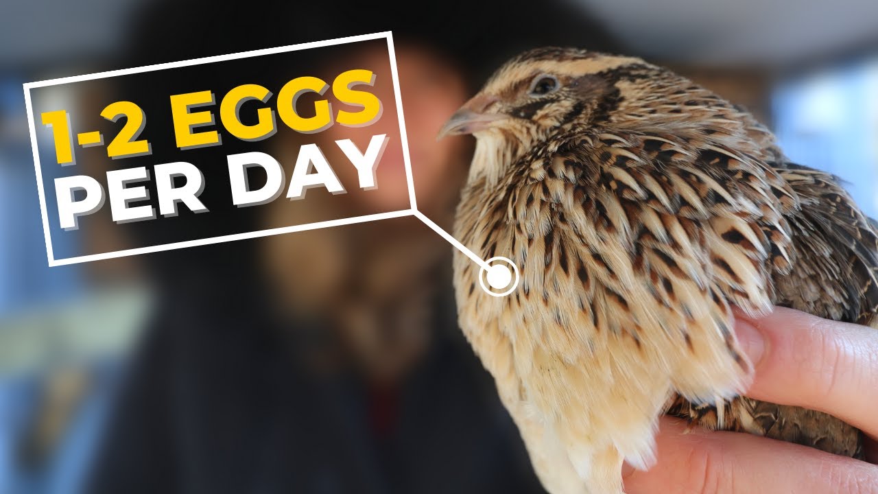 How Often Do Quail Lay Eggs?