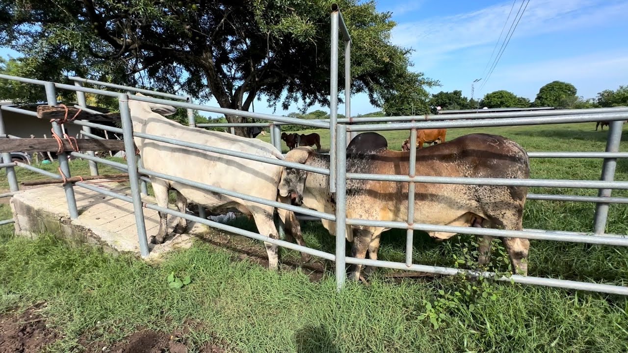 Mira donde metimos la vaca para el toro gyr mira que paso 