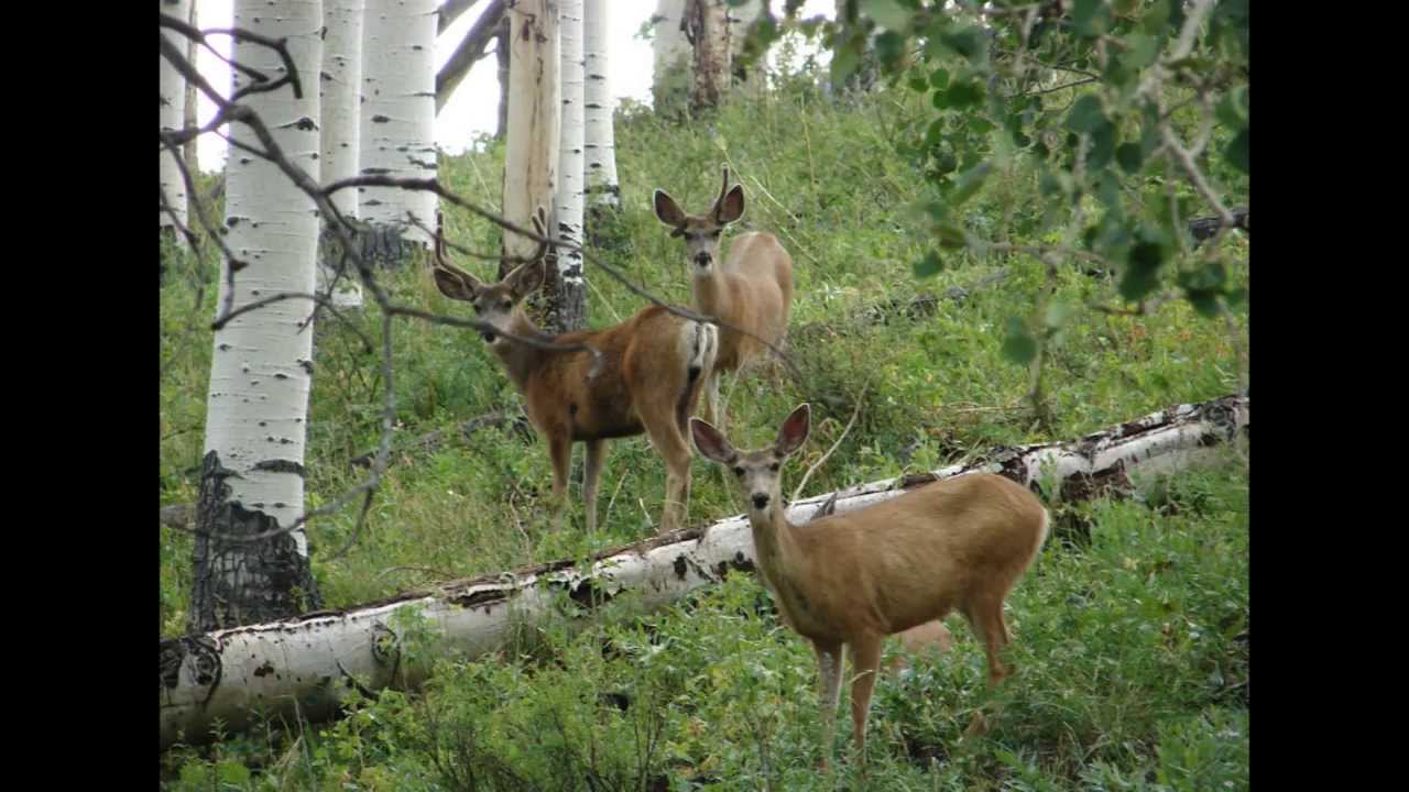 Avoiding Wildlife-Vehicle Collisions