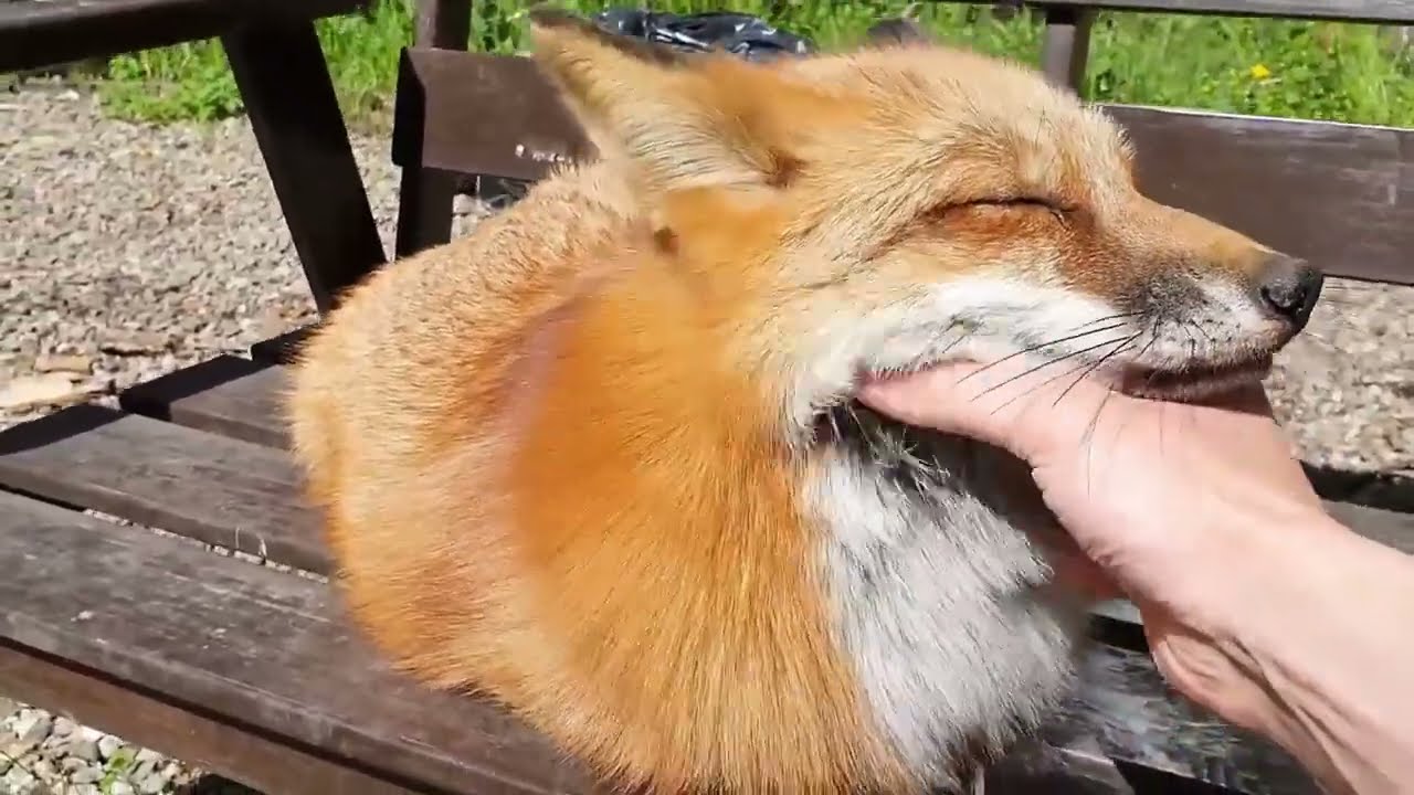 ЛиСяо. Алиса - Лиса / Прикольные Моменты с Алисой ( Сборник # 5 ) / Alice the Fox