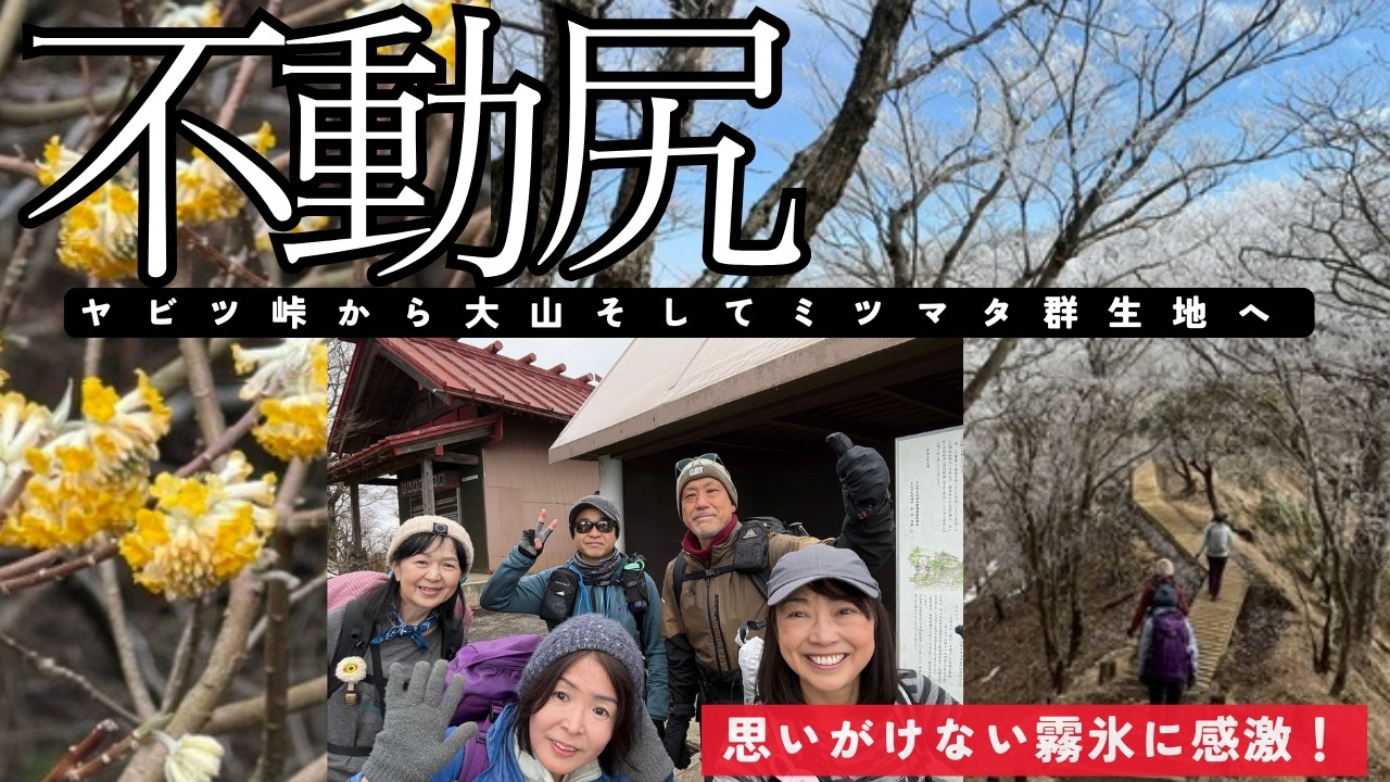【3月 丹沢大山・不動尻】奇跡的な霧氷の大山に感動〜冬と春を味わう縦走となりました　#50代 ＃ミツマタ群生地 #初心者縦走