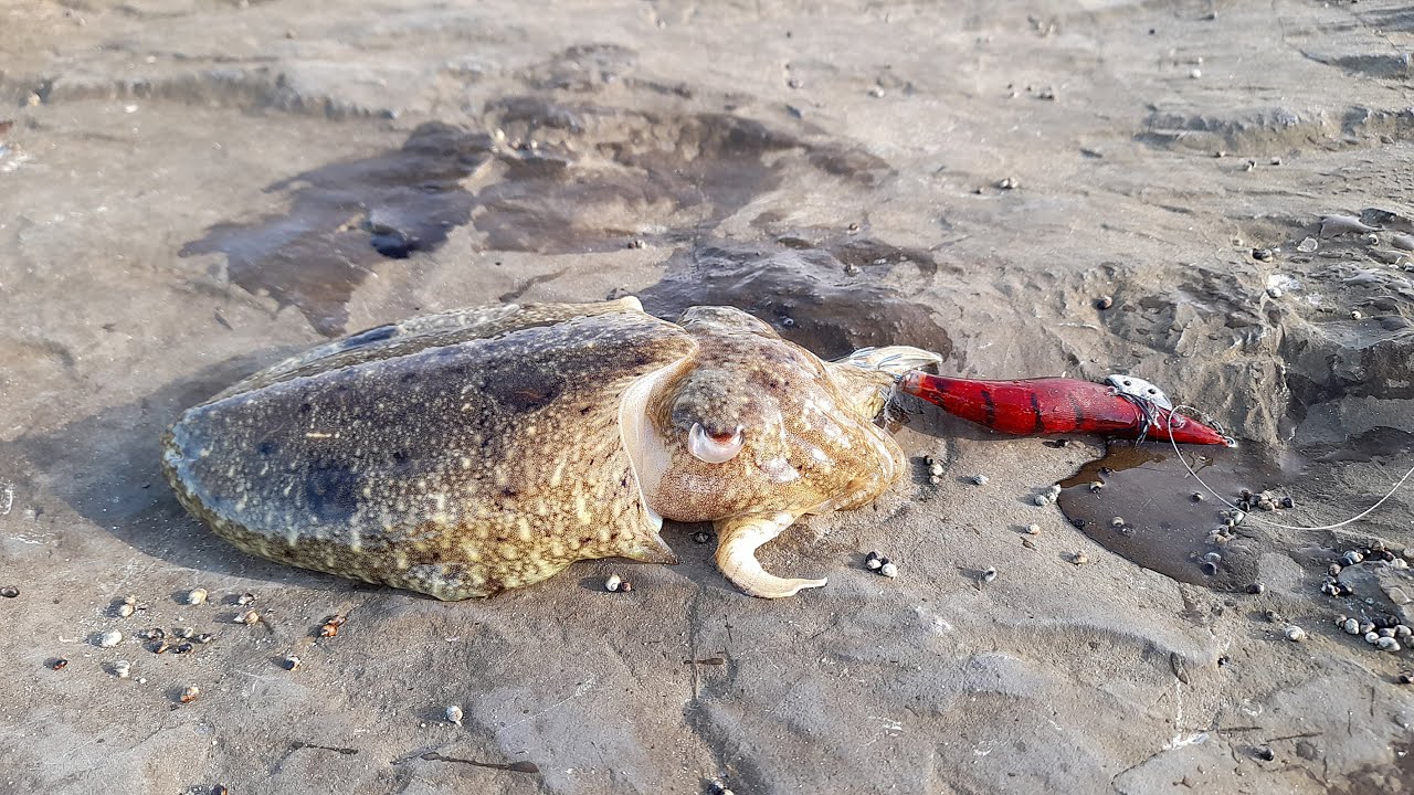 NOZIONI DI EGING GAME ALLA SEPPIA 3