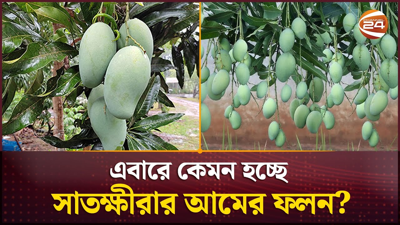 এবারে কেমন হচ্ছে সাতক্ষীরার আমের ফলন? | Satkhira Mango | Channel 24