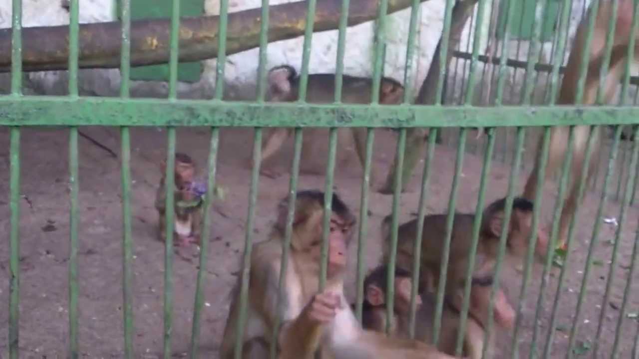 ZOO Bitola - ЗОО Битола, опасни мајмуни