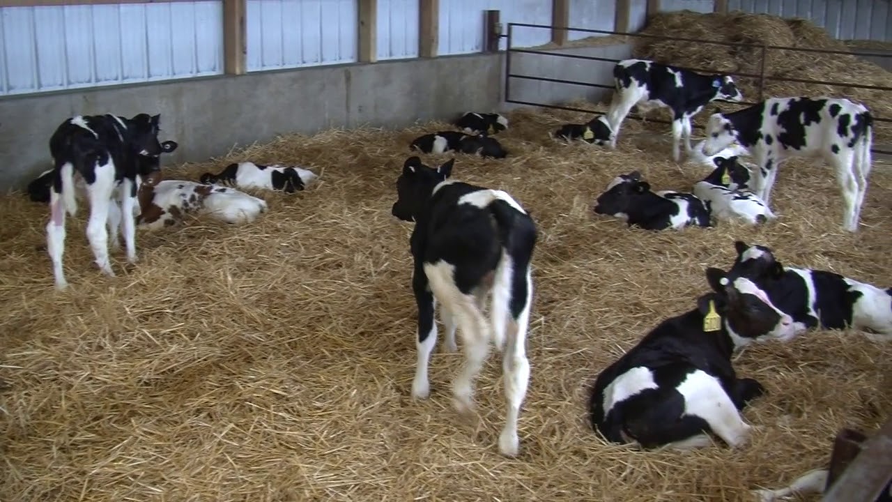 10-Intro to Calf Handling