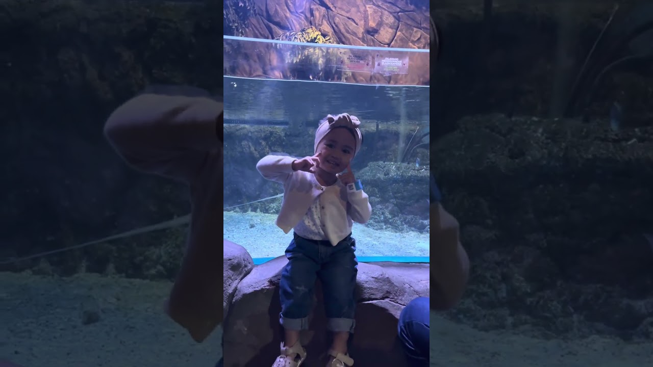 pengalaman seru bisa lihat hewan dan ikan lebih dekat di #jakartaaquarium & safari 