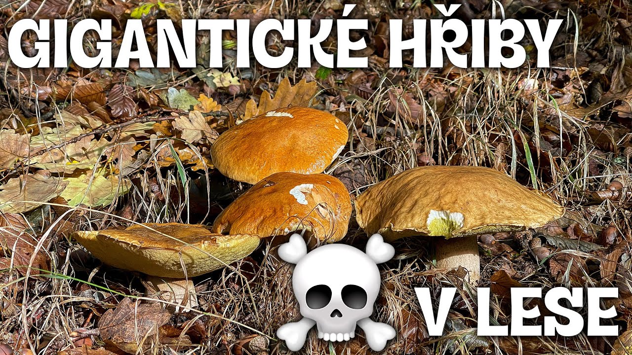 Gigantické hřiby! Grzyby / Hřiby 2024