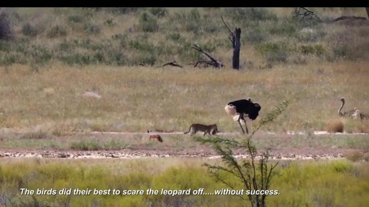Hunting leopard surprised by cheetahs hunting the same ostriches. Kgalagadi NP April 2022 Nosob