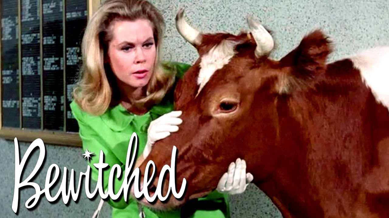 Has Aunt Clara Turned Into a Cow? | Bewitched