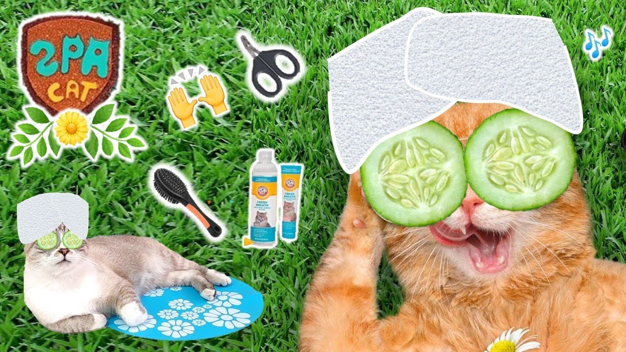 🙌 Dia de SPA para mis GATOS! 😸