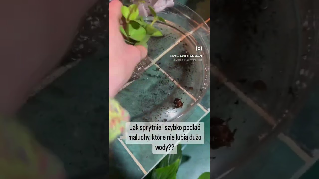 Sprytny spos&oacute;b na podlewanie maluszk&oacute;w, by nie gniły 😈