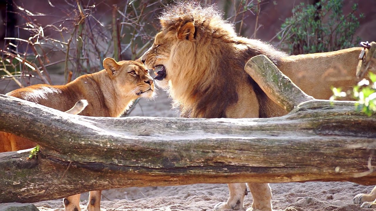 Leeuwen Zoo Antwerpen maart (deel 3/3: 16-27 maart)