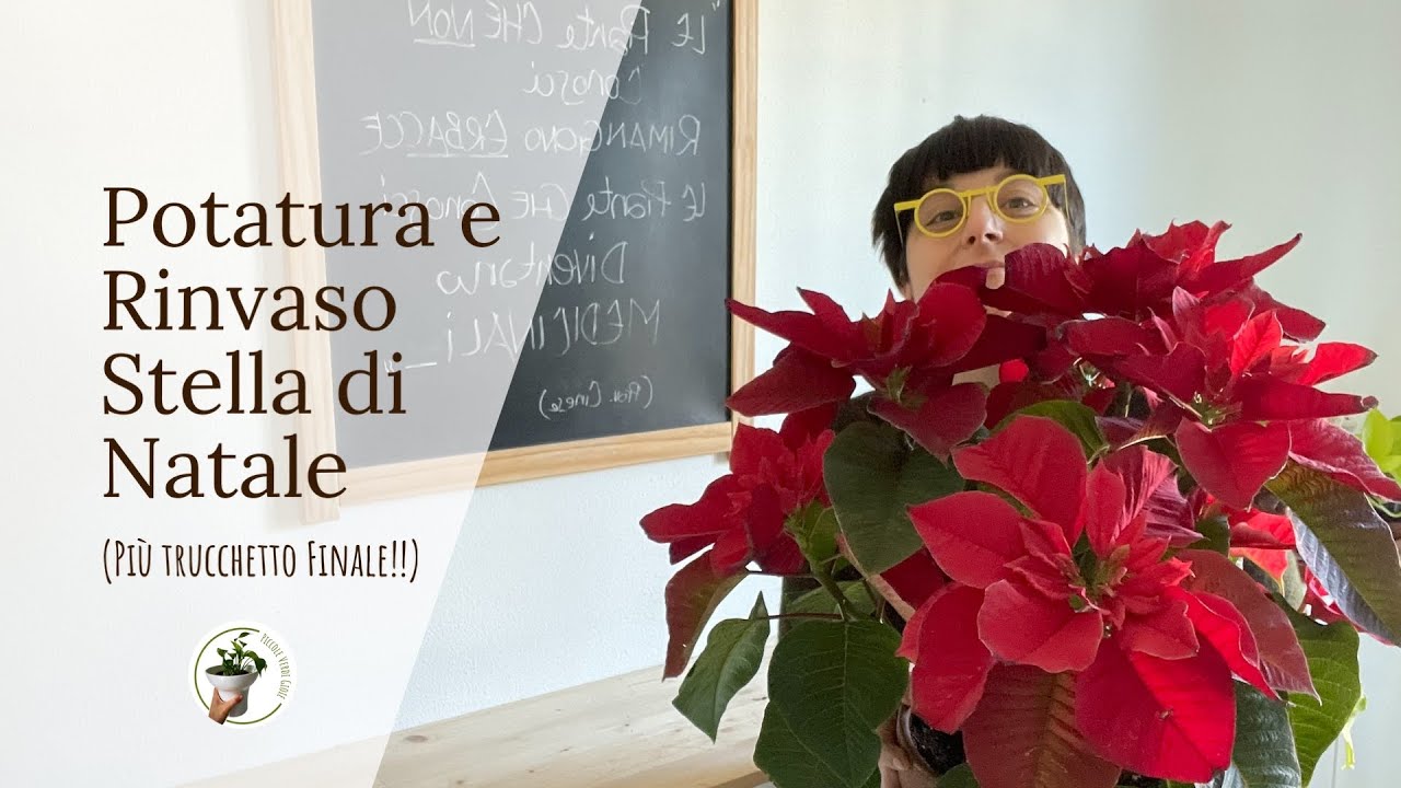 Potatura e Rinvaso Stella di Natale (più un Trucchetto finale)