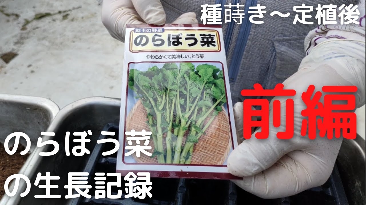 のらぼう菜の生長記録　前編　【苗作り】【種蒔き～定植後まで】2022年8月27日　9月2日　9月12日　9月20日　9月28日
