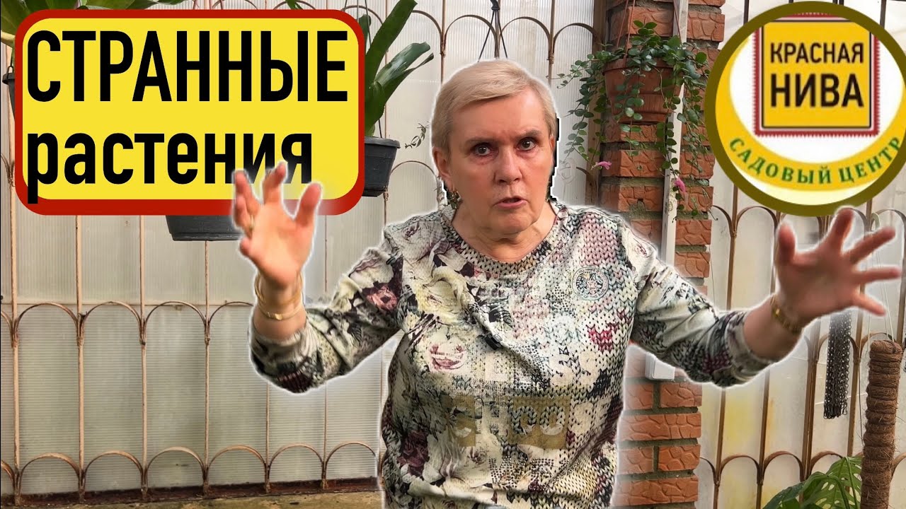 Необычные растения для дома и квартиры