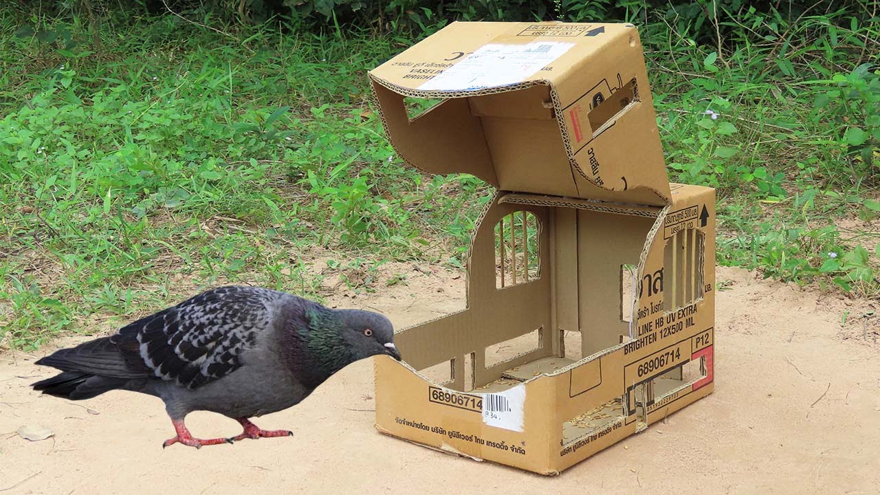 How To Install Easy Bird Trap Using Cardboard Box - Easy Pigeon Trap
