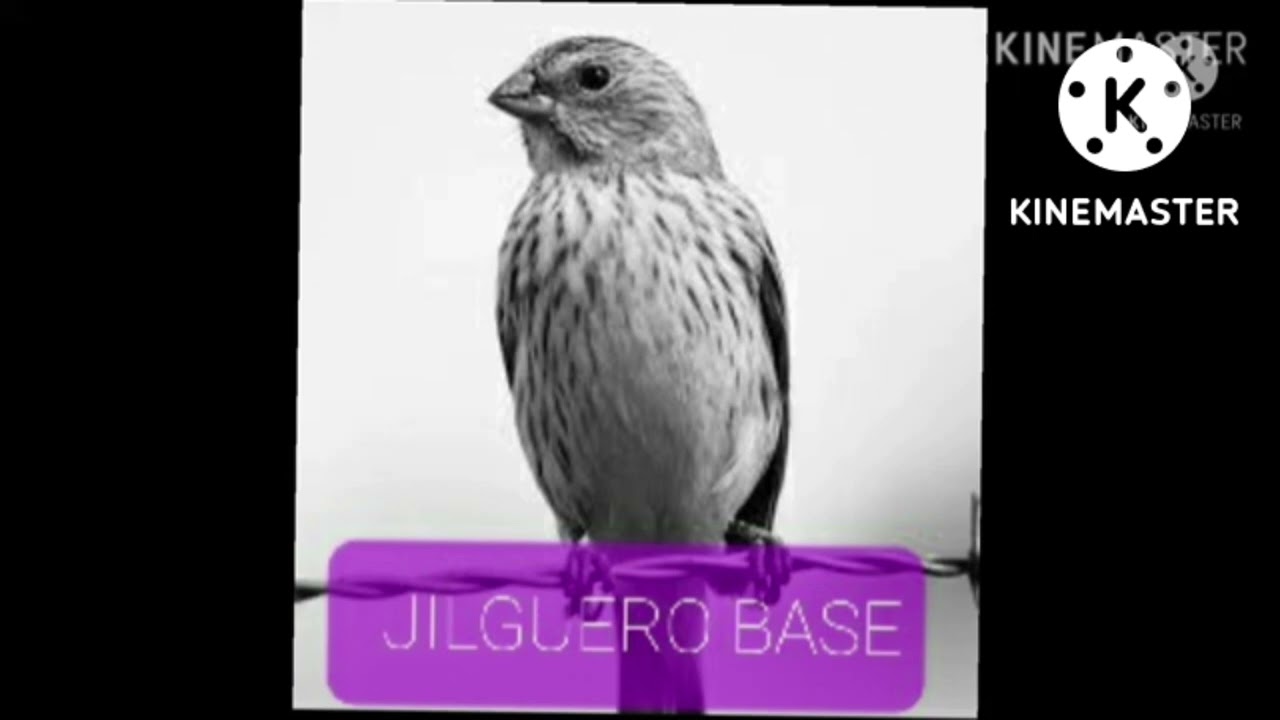 JILGUERO GUIA Epecial para blancos