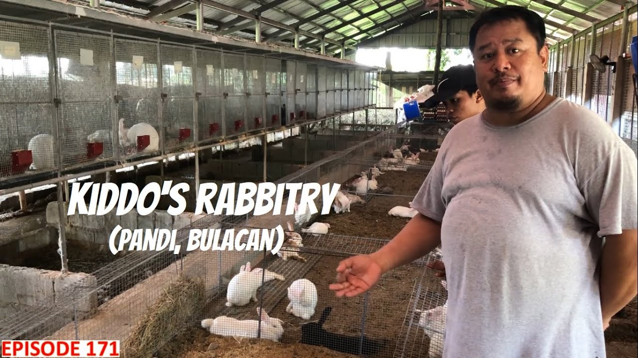RABBIT FARMING - KIDDO'S RABBITRY