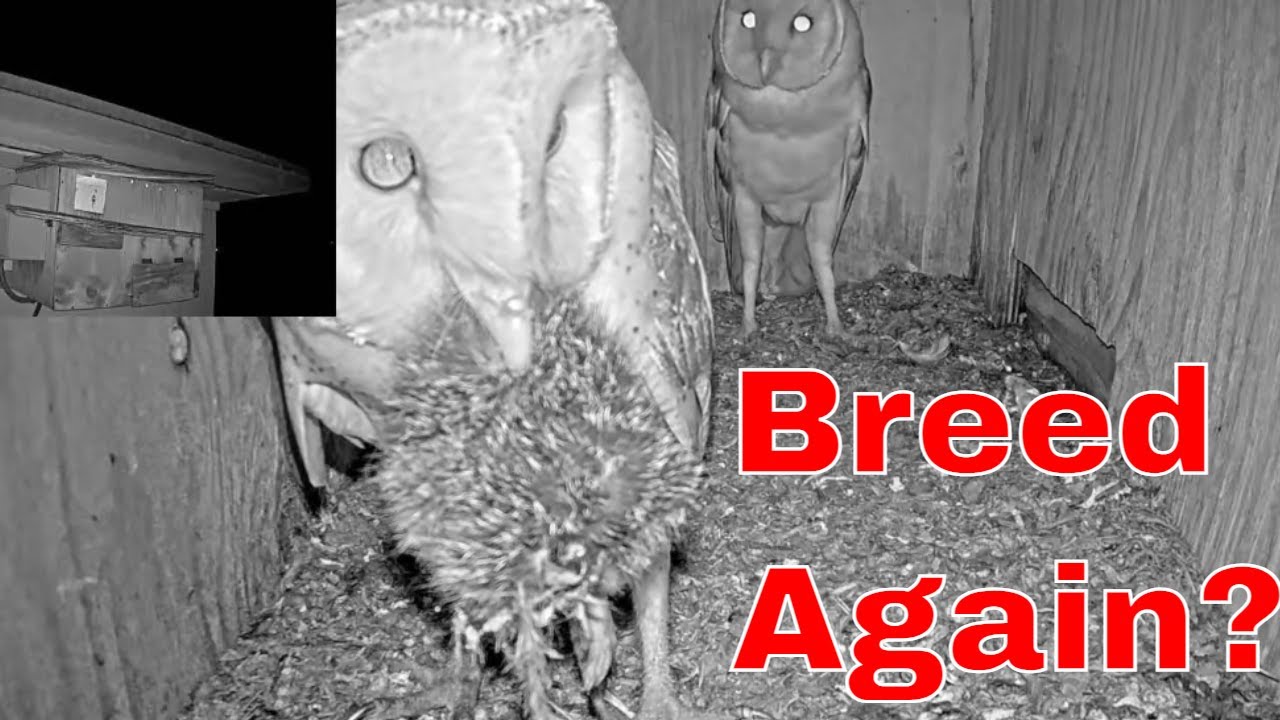 🦉 Barn Owl Male Courts While Female Holds Rat 🐀