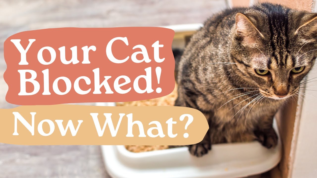Urinary Blockages In Cats: Crystals, Stones, Diet & Post-Op Care