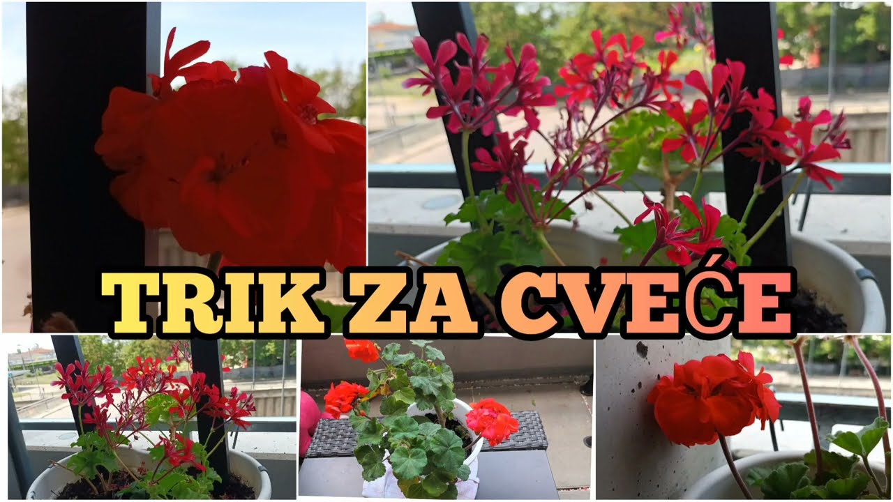 Nikada ne biste pomislili na ovaj trik * CVECE CVETA KAO LUDO *