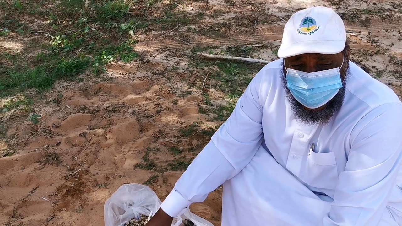 (شجرة البان العربي طريقة زراعتها ) بضيافة المهندس أحمد علي مسعود شرح مفصل من البذور وحتى جني الثمار