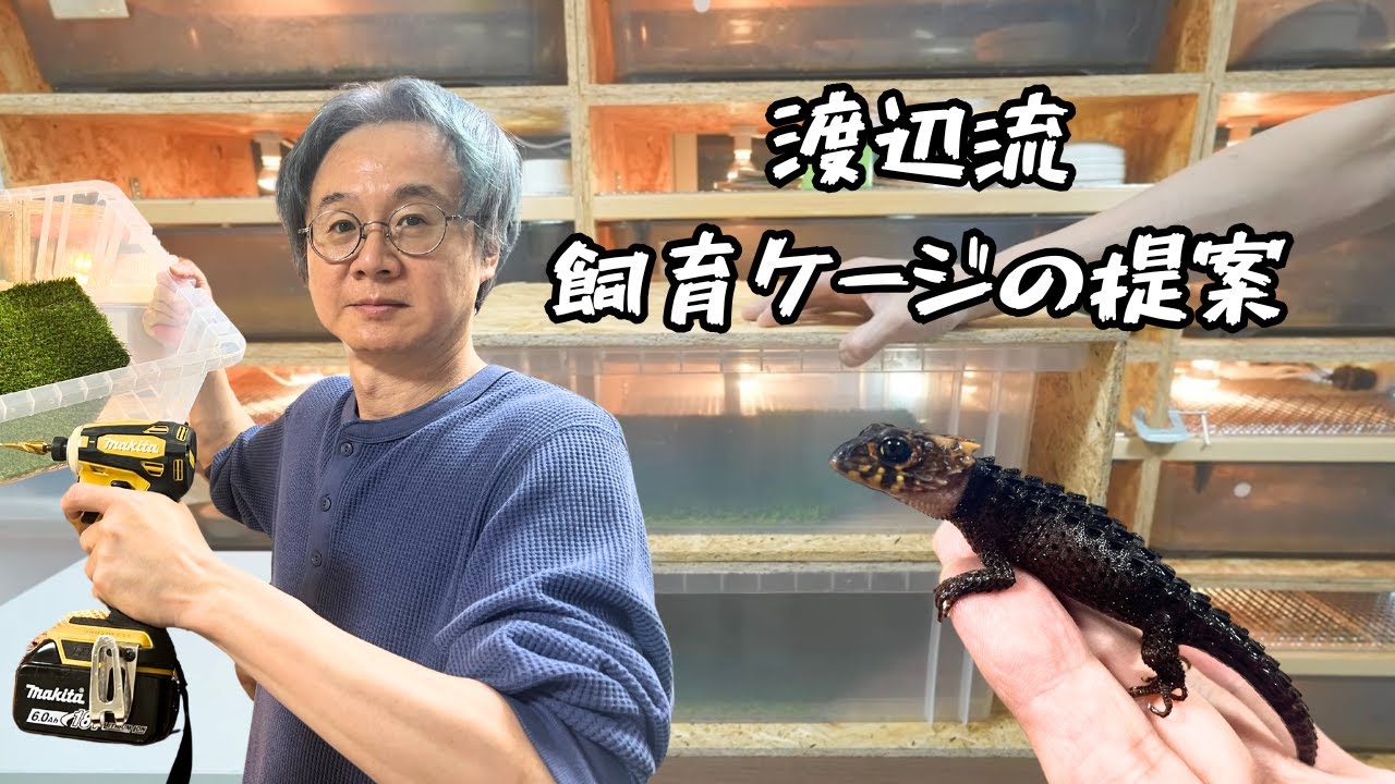 衣装ケースを活用した爬虫類飼育ケージ作りと飼育に適した生体を紹介！！