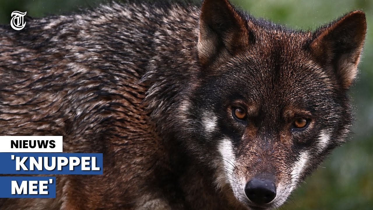 Bezoekers nemen voorzorgmaatregelen na incident wolf