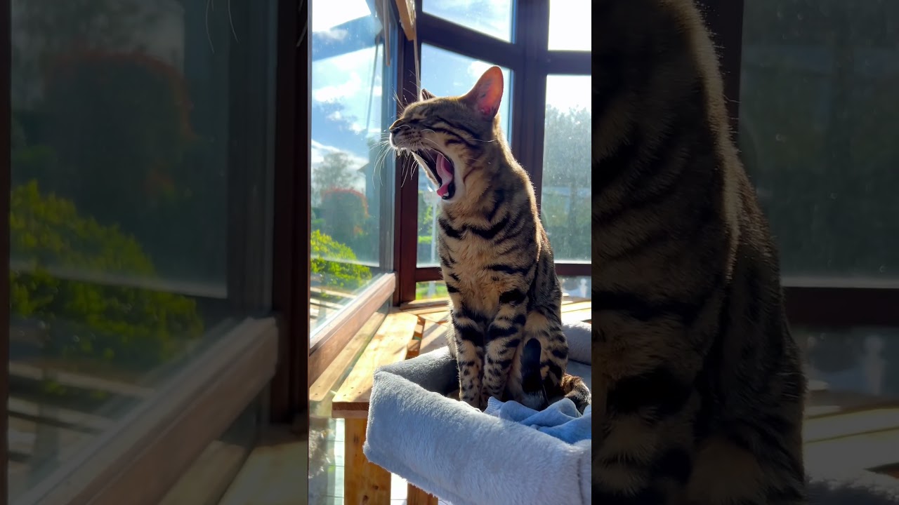 Dieser Bengal Kater hat wieder viel zu erz&auml;hlen 😂