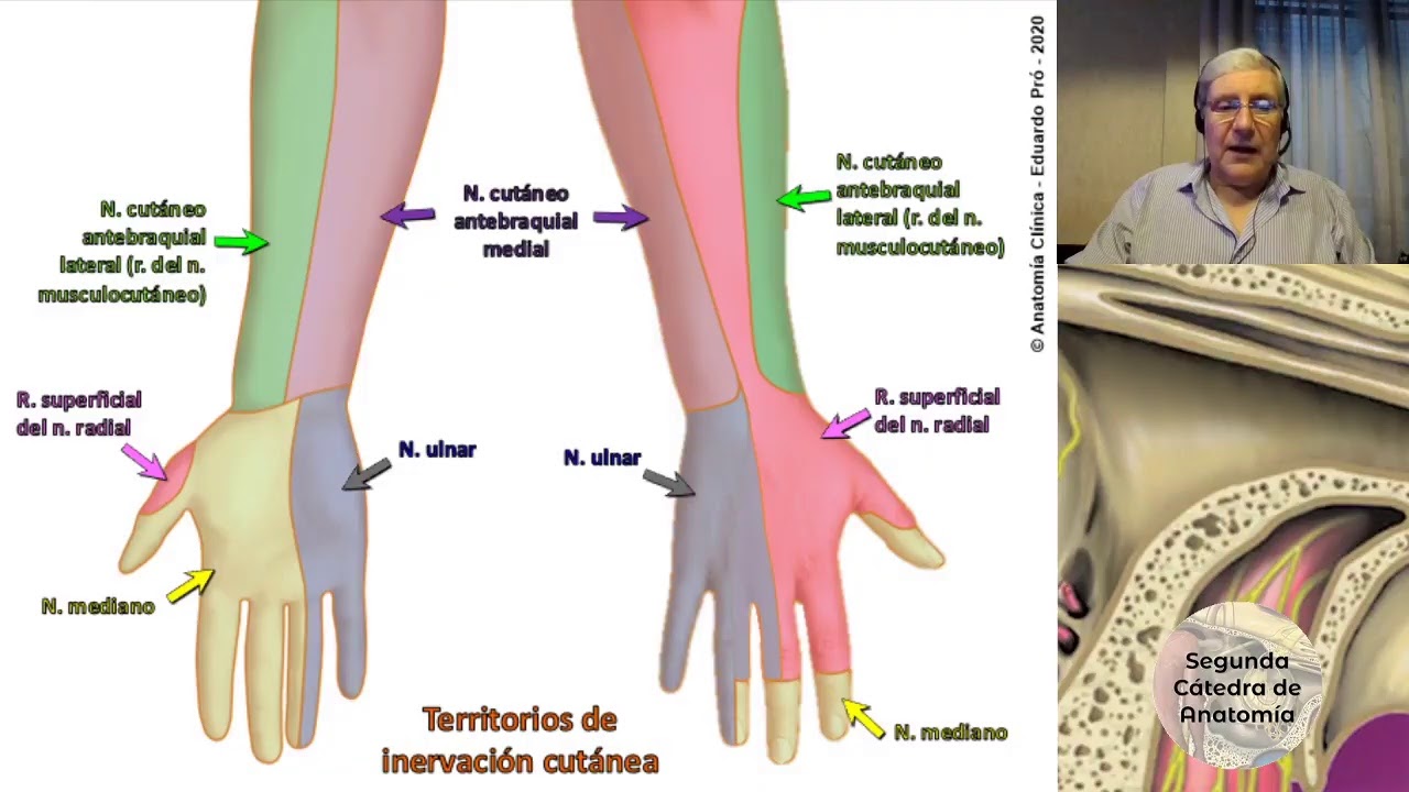 (2020) L5 | Integración de Miembro Superior | Profesor Eduardo A. Pró | Anatomía 2 | FMed UBA