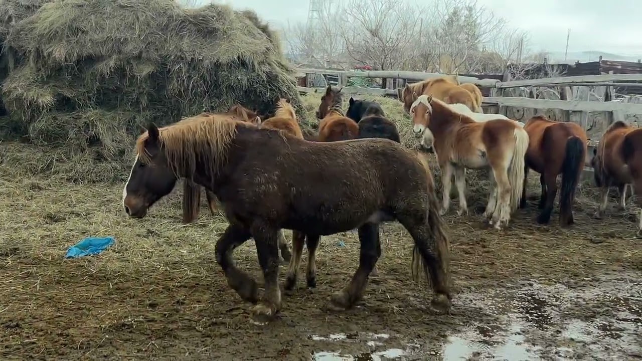 Приобрели жеребца пускаем место Акжала.#интересно #лошадки #айгыр #лошади #жылкы #жылкылар #