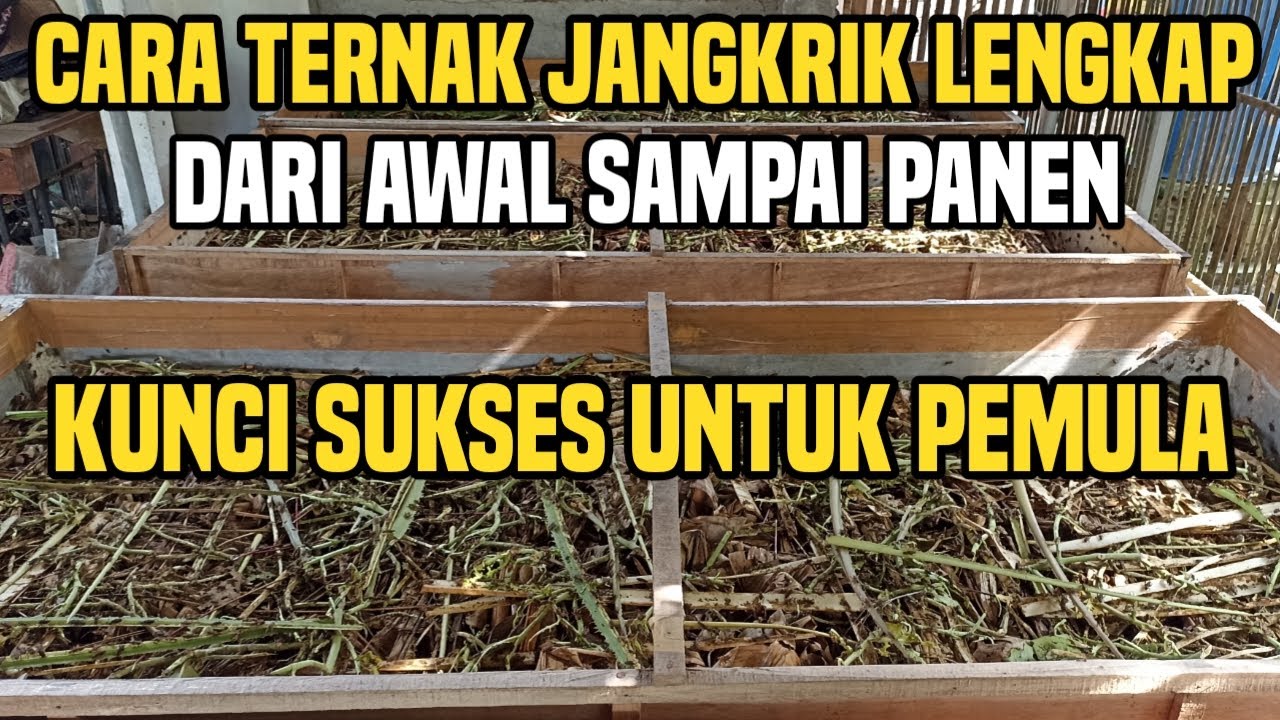 CARA TERNAK JANGKRIK UNTUK PEMULA DARI AWAL SAMPAI DENGAN PANEN PEMASARAN LENGKAP DAN RINCI